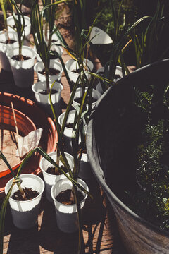 Cultivo de ajos en vasos de plastico