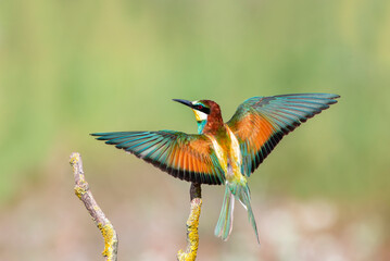 The Rainbow Bee-eater is perched on a tree branch. The bird comes from a bird family called...