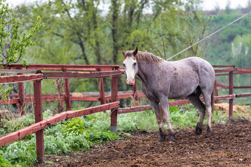 horse in a field