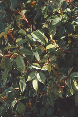 Naturaleza silvestre