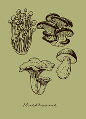 hand drawn illustration of mushrooms