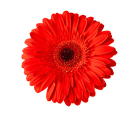 Red gerber isolated on white background. Spring Flower. Holiday concept.