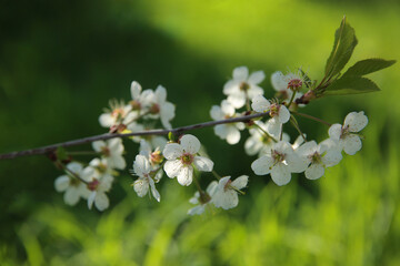 Bokeh flower Background. Cherry flowers on a branch in the backlight. Spring background