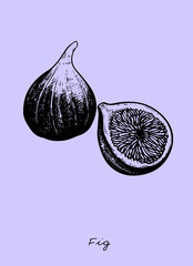 illustration of a fig vector illustration