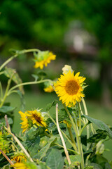 Extra large sunflower in close up.