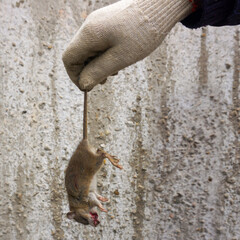  A gloved hand holds the tail of a rat that has been killed in a mousetrap.