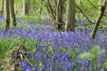 Bluebell flowers in woodland