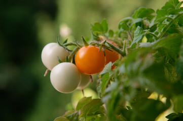 Yellow and green cherry tomatoes grow on a branch of a bush. A seedling grows outside the apartment window of a multi-storey building. Home garden.