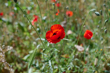 The red anemone flower belongs to the buttercup family and is a perennial herbaceous plant