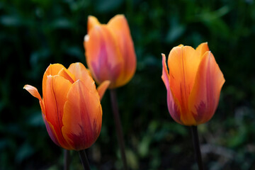 
Orange tulips grow in the ground. flower buds close up
