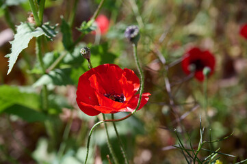 Obraz premium The red anemone flower belongs to the buttercup family and is a perennial herbaceous plant