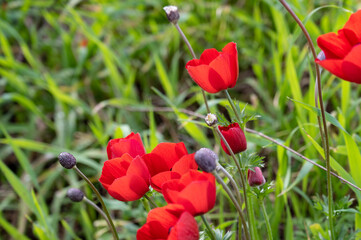 Obraz premium The red anemone flower belongs to the buttercup family and is a perennial herbaceous plant