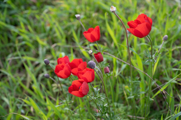 The red anemone flower belongs to the buttercup family and is a perennial herbaceous plant