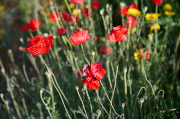 The anemone flower belongs to the buttercup family and is a perennial herb growing on plains and mountainous areas
