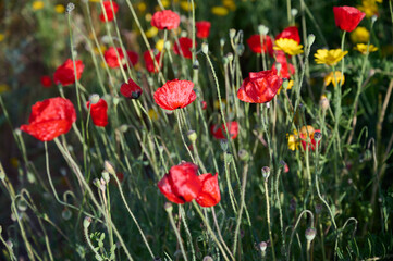 The anemone flower belongs to the buttercup family and is a perennial herb growing on plains and mountainous areas
