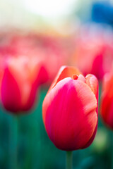 Fototapeta premium There are a lot of light red tulips on the lawn. Beautiful spring park with lots of flowers. Darwinian hybrids. Tulip flower close-up.