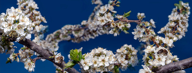 Spring banner or background art with white blossom. Beautiful nature scene with blooming tree. Spring flowers. Springtime.