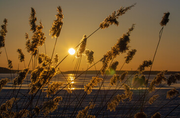 Tree branches against the backdrop of a sunset on a lake in early spring against the backdrop of...