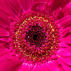 Pink gerbera flower blooms close-up.