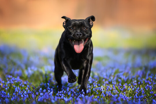 happy staffordshire bull  terrier dog running in the park