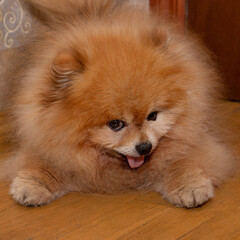 Orange Pomeranian with thick paws lying on the floor