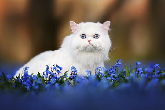 white cat with blue eyes posing outdoors with siberian squill flowers
