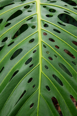 Close-up of intricate oval perforations of a monstera leaf, a lush green tropical plant also known...
