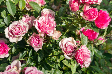 Pink rose bushes with flowers in different stages of flowering, fresh buds, in bloom or wilted and dry, and serrate leaves, beautiful colorful flora cultivated in open green spaces, parks or gardens