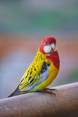 Eastern rosella also known as Platycercus eximius, an Australian native bird with colorful plumage, red head and white cheeks, resting against a blurred background and looking with curiosity around