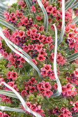 Fototapeta premium Close-up of the surreal inflorescence of Echium wildpretii, an endemic biennial flower known locally as Tajinaste rojo, growing at high altitude in Teide National Park, Tenerife, Canary Islands, Spain