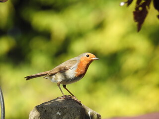 Fototapeta premium Robin in the garden