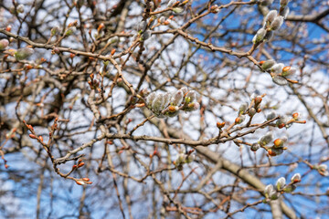Brunch of pussy willow tree or goat willow, also known as Salix caprea, with cute furry catkins on thin grey twigs, showing the first sign of spring and found in in abundance in the Scottish woodlands