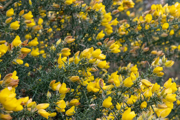 Eye-popping colors of the ulex flowers also known as gorse or whin found thriving in the rocky soils and wild unhospitable nature of the western coast of Scotland, close-up of the plant in full bloom