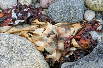 Dry strips of Laminaria digitata washed by the tides on the shores of Isle of Raasay, brown seaweed or kelp populating the coast waters, a great supply of food and shelter for marine animals, Scotland