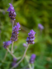 Lavanda