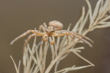 little spider Amysticus cristatus on dry grass