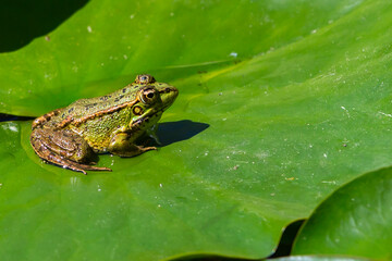 Green-skinned frog resting in the sun on a water lily leaf in a pond.