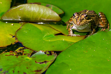 Green-skinned frog resting in the sun on a water lily leaf in a pond.
