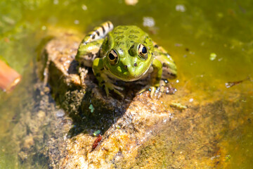 Green-skinned frog resting in the sun on a water lily leaf in a pond.
