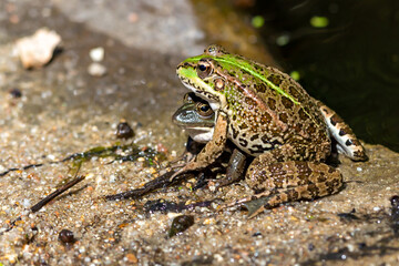 Green-skinned frog resting in the sun on a water lily leaf in a pond.