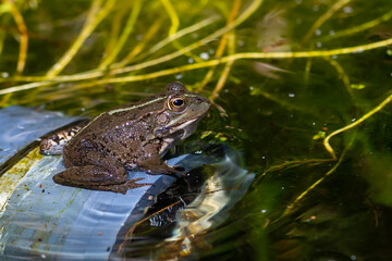 Green-skinned frog resting in the sun on a water lily leaf in a pond.