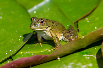 Green-skinned frog resting in the sun on a water lily leaf in a pond.