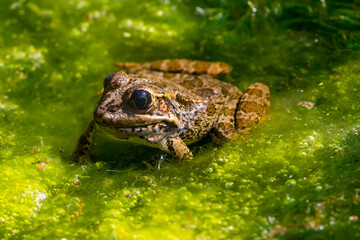 Green-skinned frog resting in the sun on a water lily leaf in a pond.