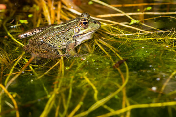 Green-skinned frog resting in the sun on a water lily leaf in a pond.