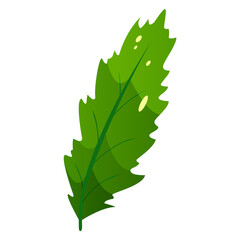Tropical leaf for design and decoration. Vector illustration