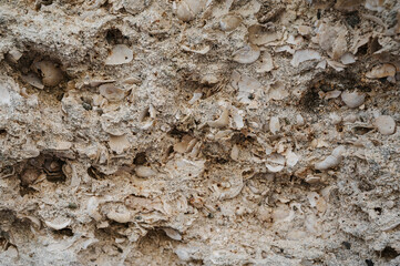 A snapshot of the texture of sedimentary limestone rock in a rock crevice