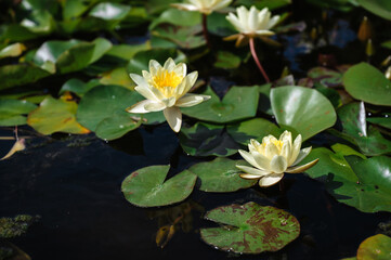 A white blooming water lily in a pond. Close-up