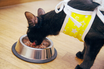 Care of an injured animal after veterinary surgery, castration and sterilization. A cat in a medical blanket after surgery eats food from a pet bowl. Pet care, nutrition and care after surgery.