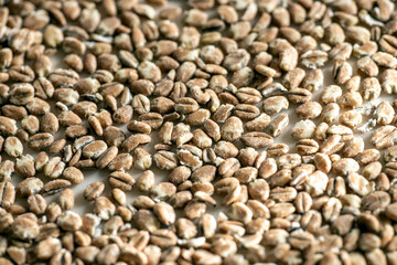 close up of seeds