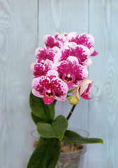 White-burgundy spotted Phalaenopsis orchid variety Alice on a blue background, macro photography, selective focus, with a place for an inscription, vertical orientation.